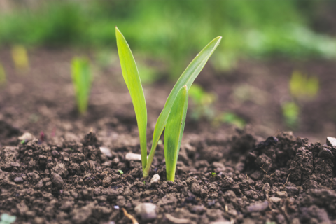 Agriculture